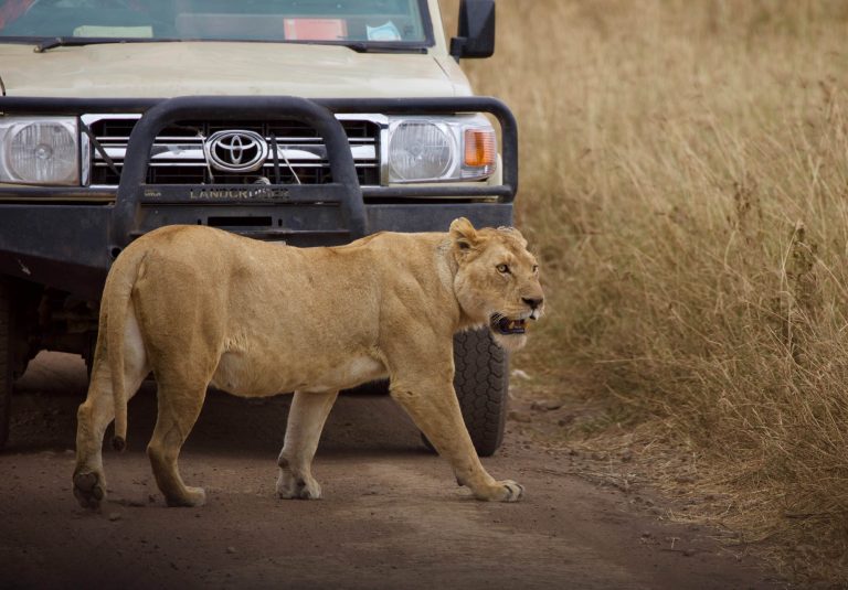 Wildlife Safari (47)